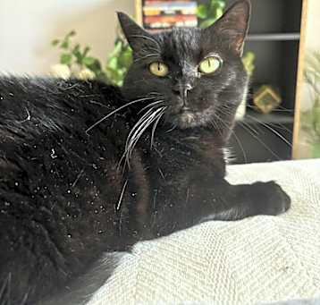 Photo of Olive