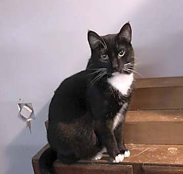 Photo of Squeaker