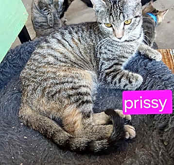 Photo of Prissy