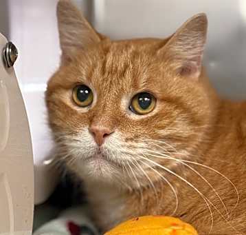 Photo of Nacho Cheese