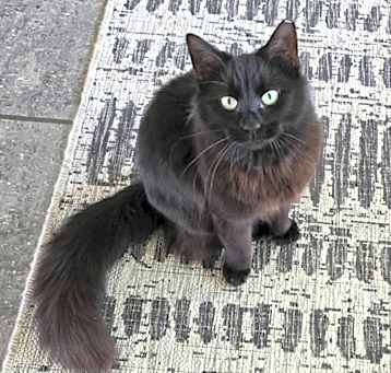 Photo of Izzy