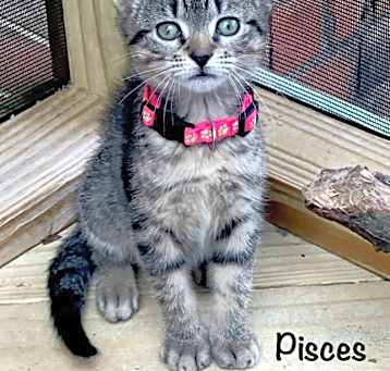 Photo of Pisces
