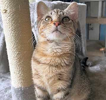 Photo of Blossom