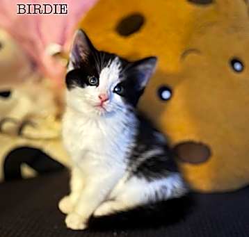 Photo of Birdie