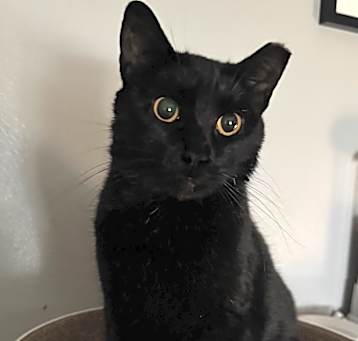Photo of Razzy