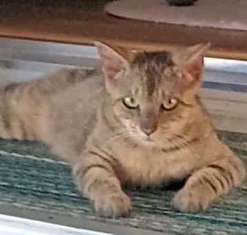 Photo of Chancey