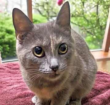 Photo of Smokey