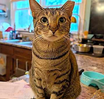 Photo of Lady