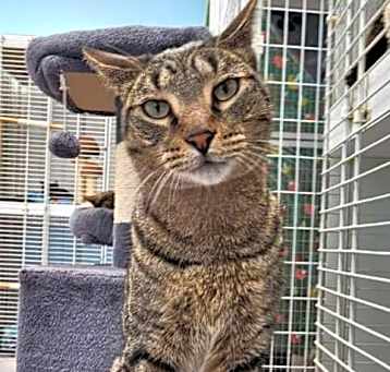 Photo of Romeo