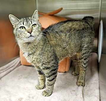 Photo of Tempest