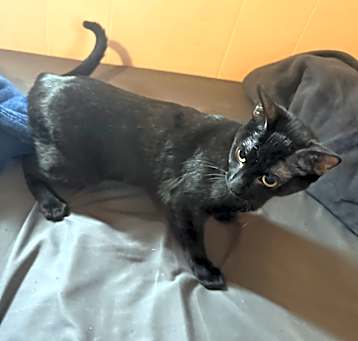 Photo of Muffin