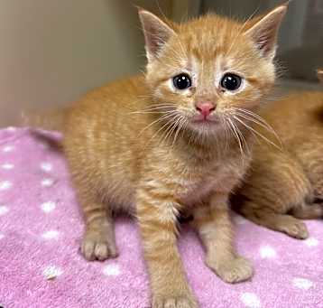 Photo of Cheddar