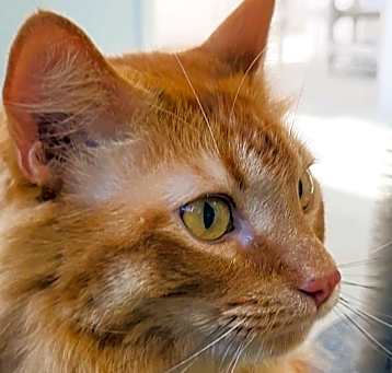 Photo of Morris