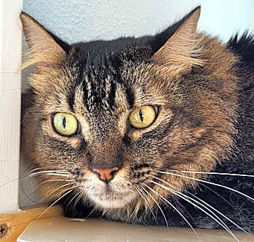 Photo of Tiny Tim
