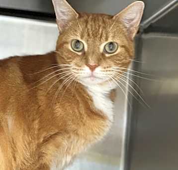 Photo of Tigger