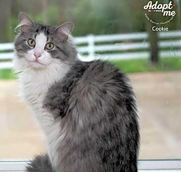 Photo of Cookie