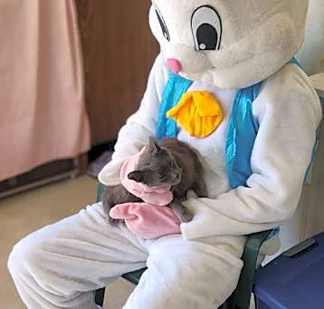 Photo of Sir Grey