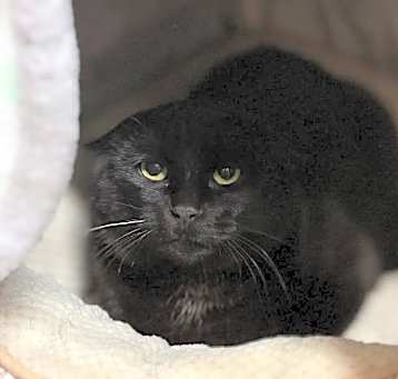Photo of Tito - Working Cat Program