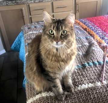 Photo of Callie