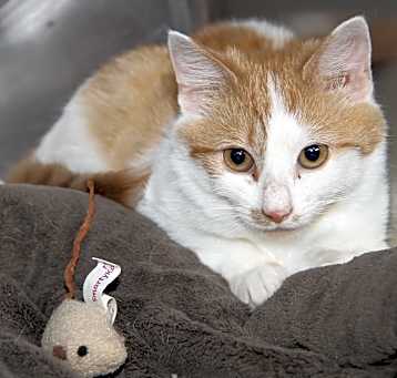 Photo of Zoey (Spayed)