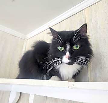 Photo of Jinx