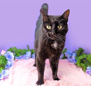 Photo of Blossom
