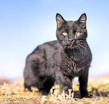 Photo of Sirius