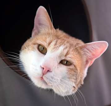 Photo of Leo Decatmeow