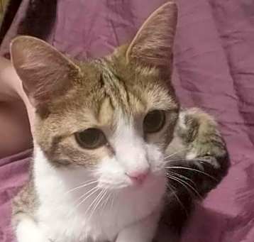 Photo of Pearl