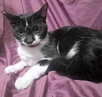 Photo of Diamond