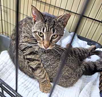 Photo of 0245 Lewis (25-1492)