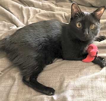 Photo of Toby