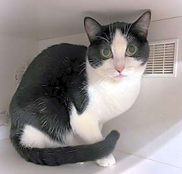 Photo of Gracie