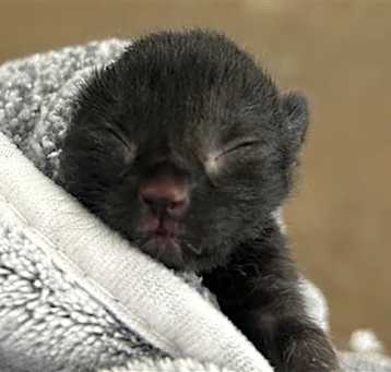 Photo of PANTHER