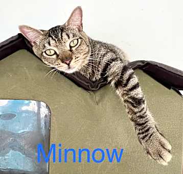 Photo of Minnow (Tipsy Tabby)