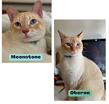 Photo of Moonstone & Oberon (bonded pair)