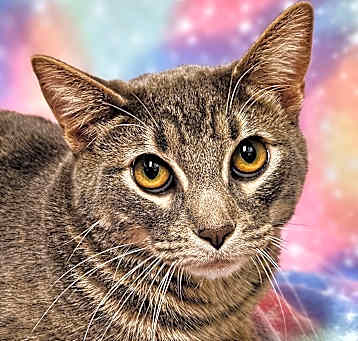 Photo of Tiger - RC PetSmart