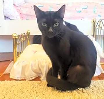 Photo of Raven