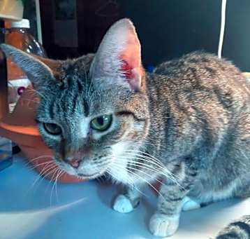 Photo of Jellybean