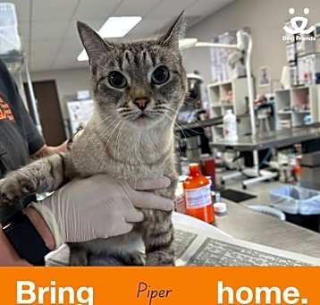 Photo of Piper