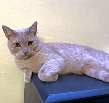 Photo of Waffle