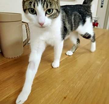 Photo of Kiki