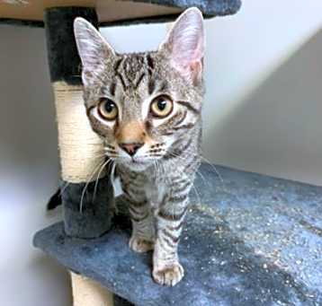 Photo of Dexter