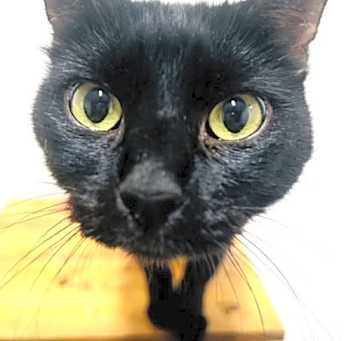 Photo of Binx
