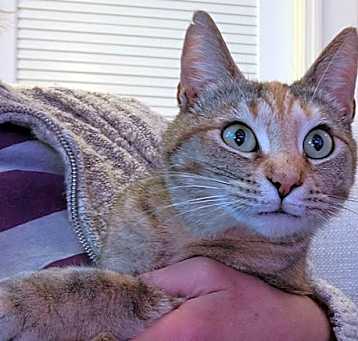 Photo of Gracie