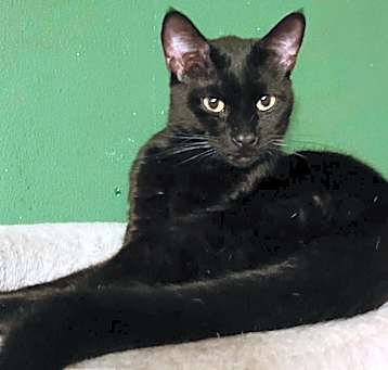 Photo of Binx
