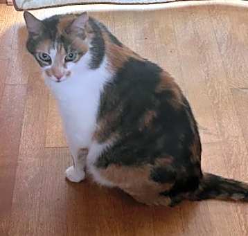 Photo of Calidonia