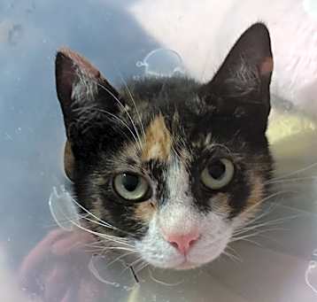 Photo of Cali