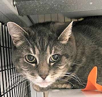 Photo of Ares