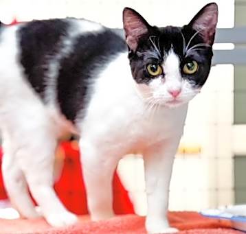 Photo of Bonbon